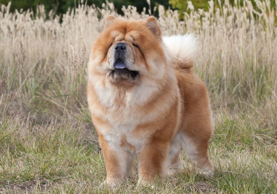 Chow Chow Dog Standing at Park