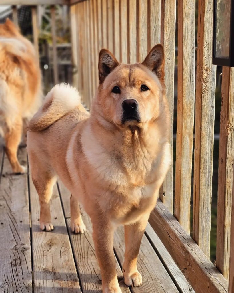 Shiba Inu Chow Mix (Chowba) STanding on Walkway