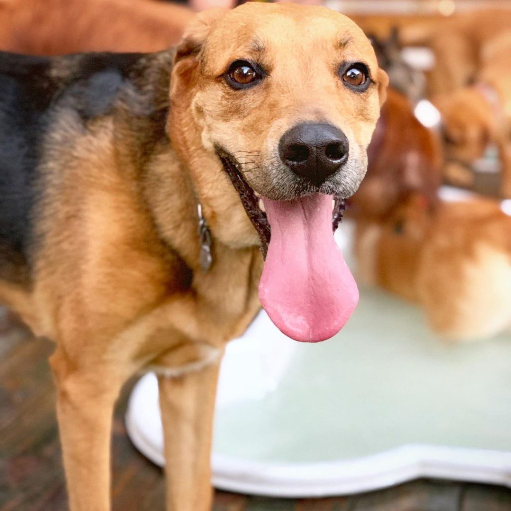 Close Up Adult Beagle Shepherd Dog