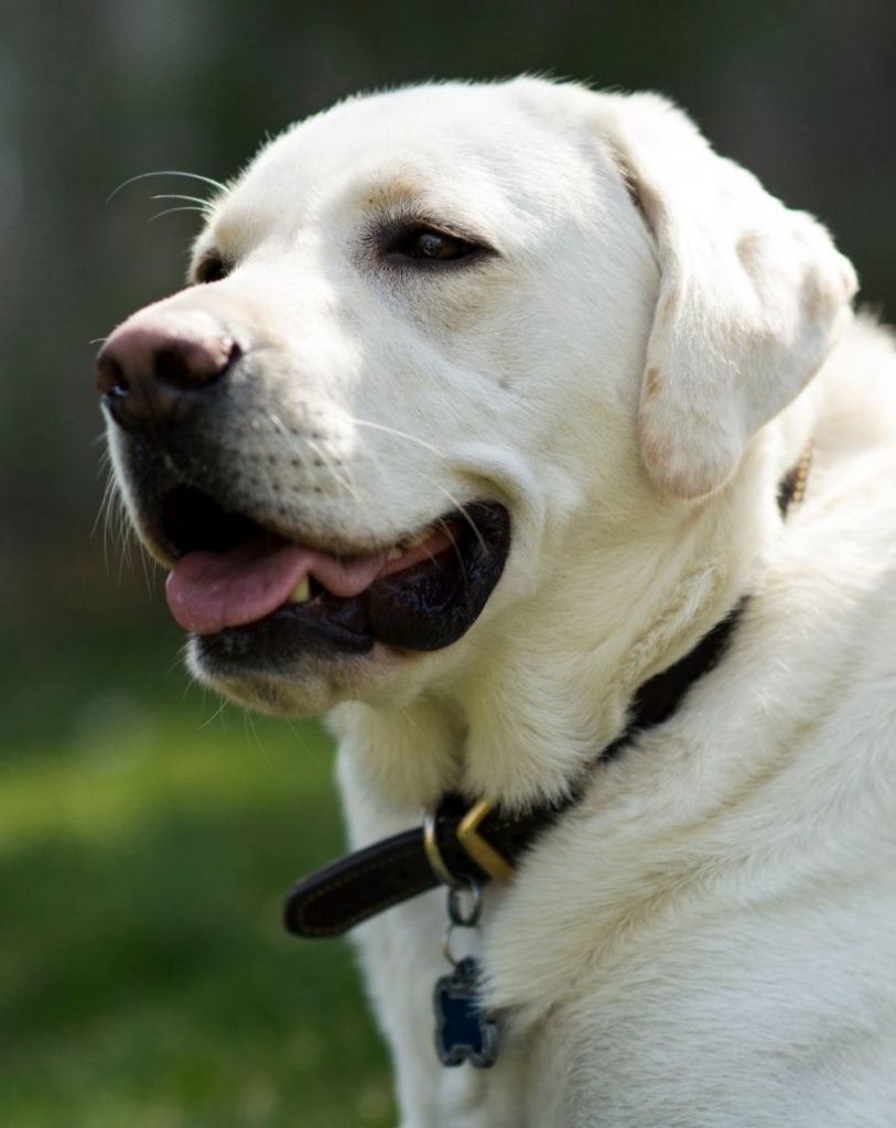 Close Up Adult Lab Dog