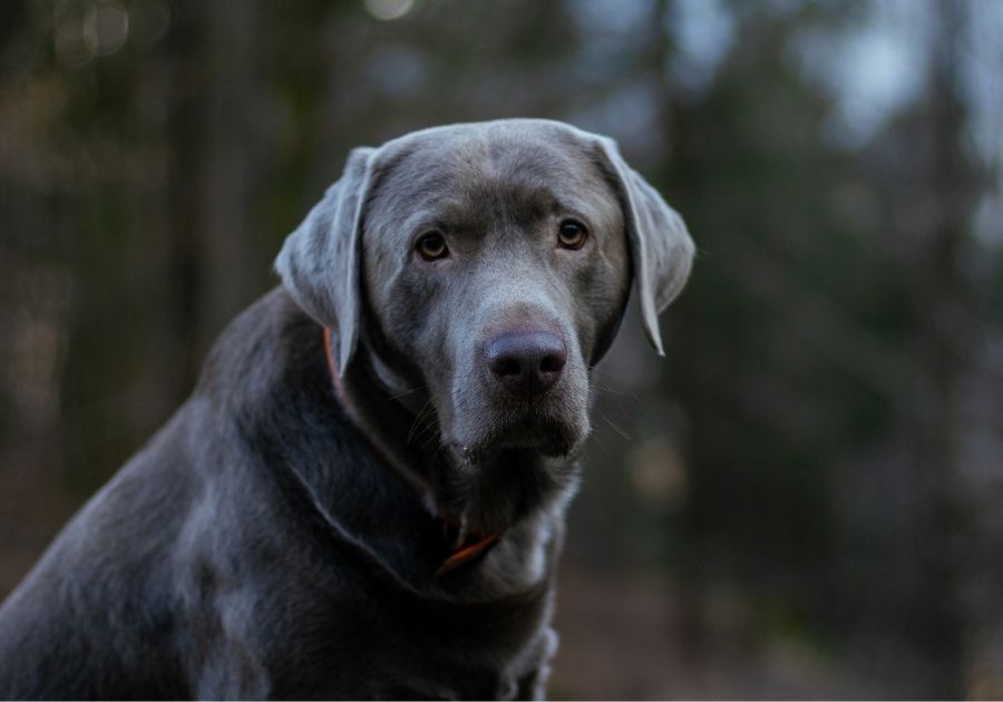 Close Up Adult Silver Labrador Retriever Dog In Forest