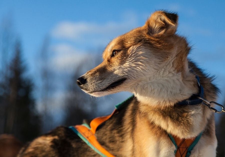 Close Up Alaskan Husky Dog