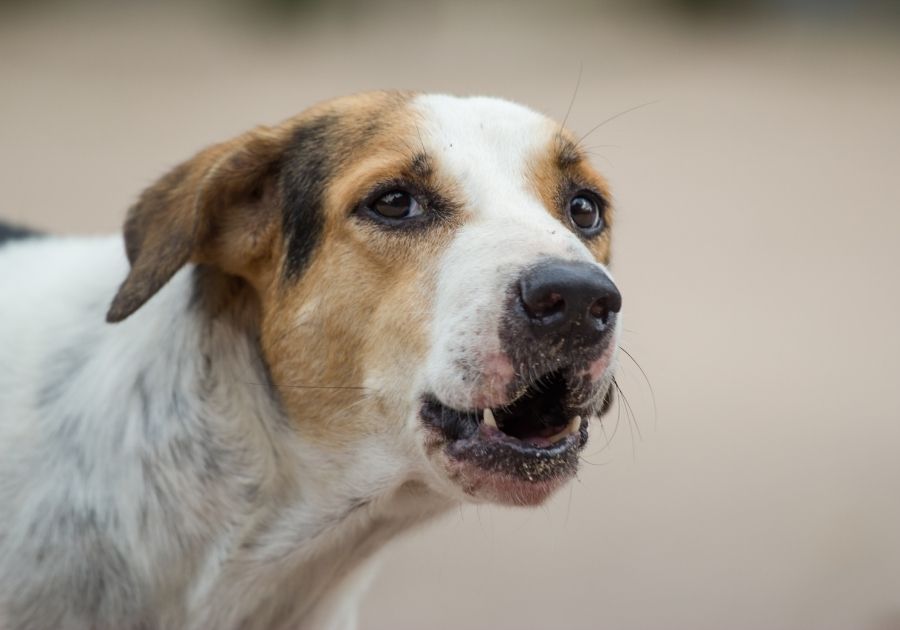 Close Up Barking Dog