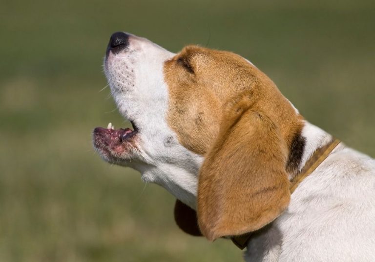 How To Treat A Dog With A Hoarse Bark - 5 Proven Tips | Puplore