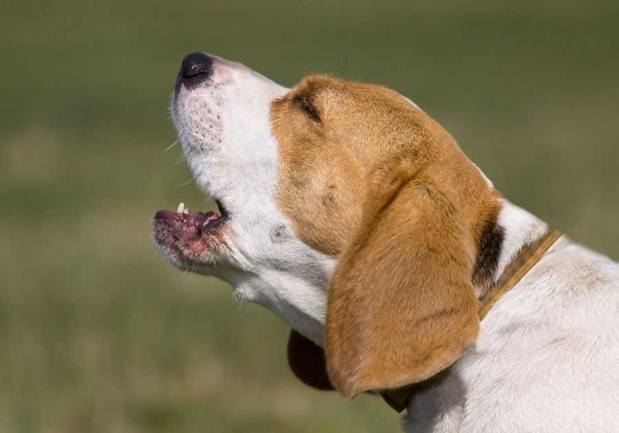 Close Up Beagle Dog Barking