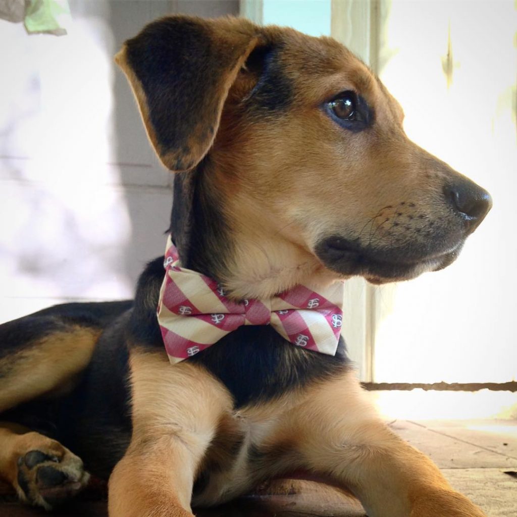 Close Up Beagle Shepherd Puppy