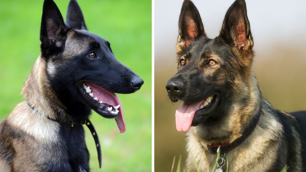 Belgian Malinois vs German Shepherd: 11 Key Differences | Puplore