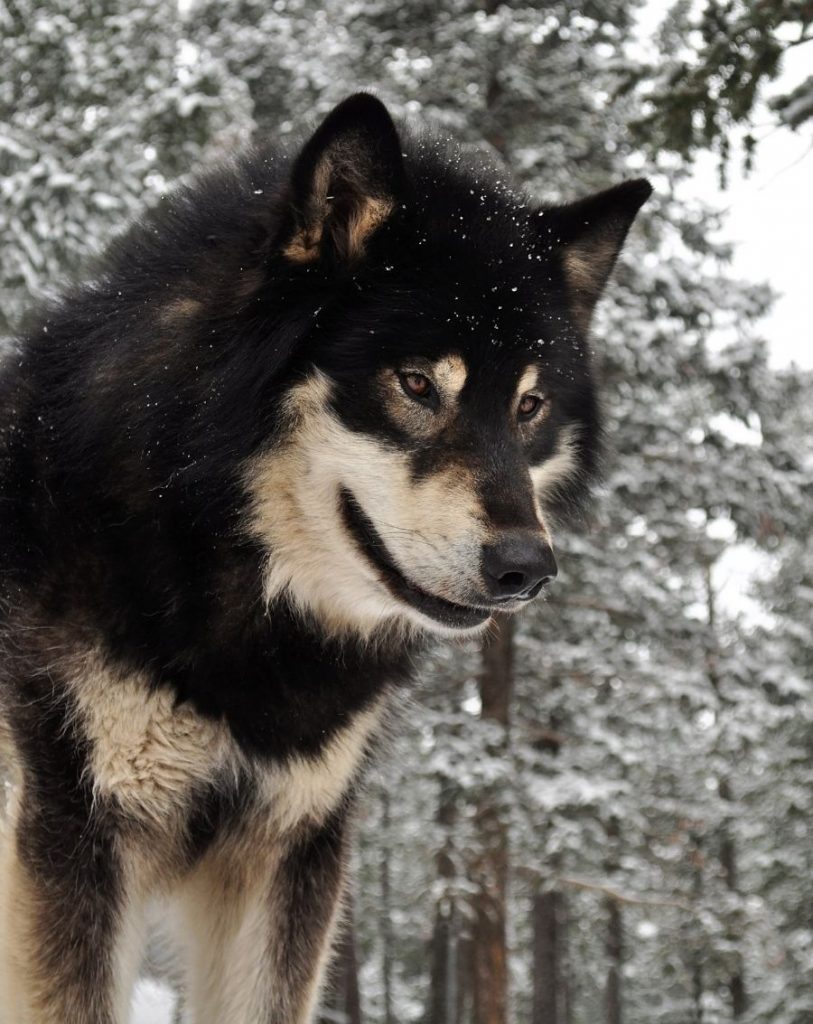 Close Up Black Husky Wolf Mix Dog in Snow