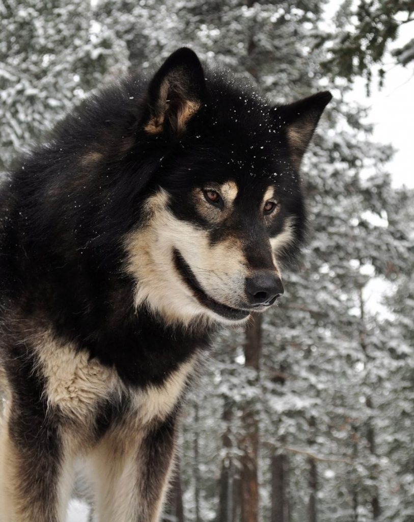 are seberian huskies a wolf mixed dog breed