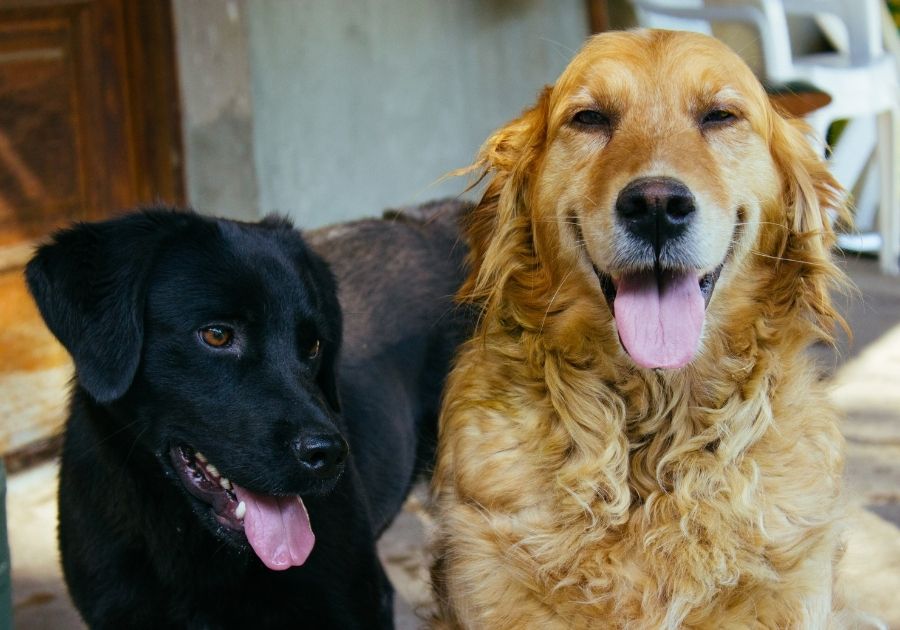 Close Up Black Lab and Golden Retriever Dogs