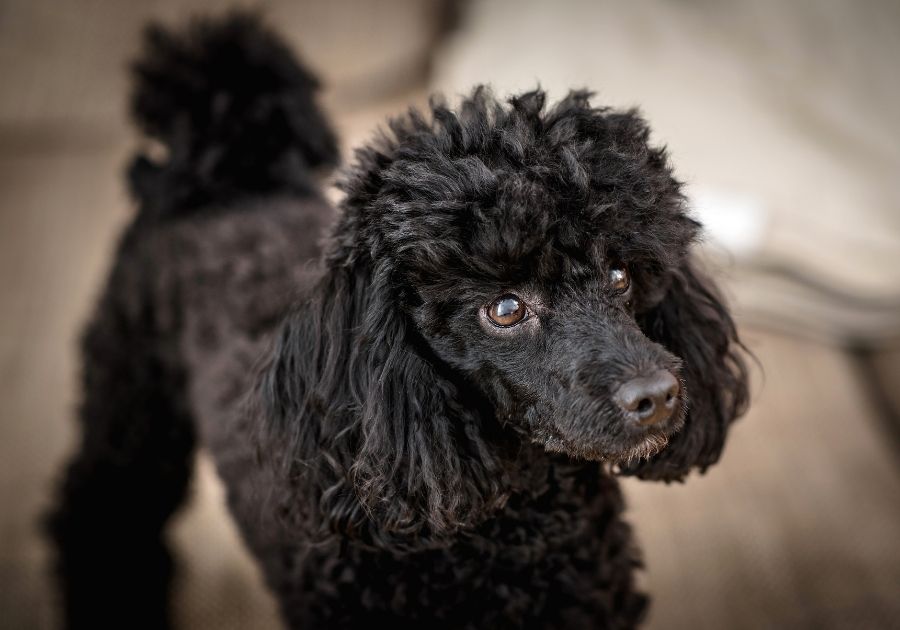 Close Up Black Poodle Dog Standing on Floor