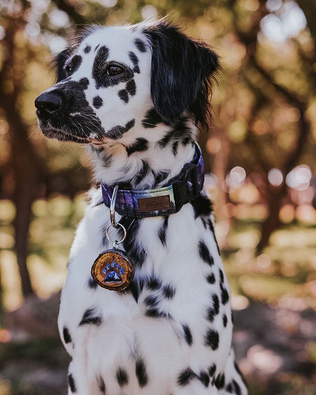 Close Up Black Spotted Long Haired Dalmatian Sitting