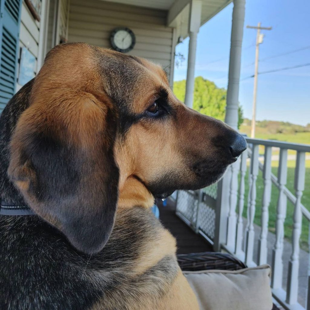 Close Up Bloodhound and German Shepherd Mix with Droopy Ears