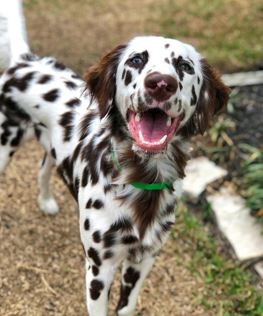 Close Up Brown Spotted Dalmatian with Long Coat