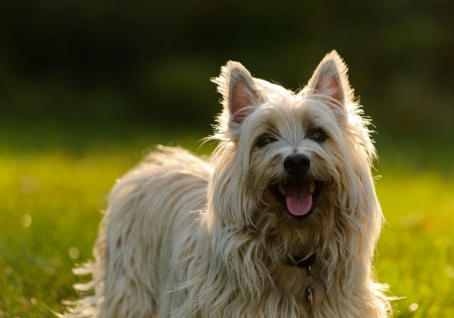 Close Up Cairn Terrier Dog with Long Hair Standing