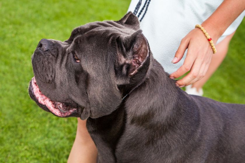 Close Up Cane Corso in Profile