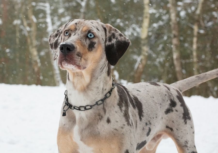 Close Up Catahoula Leopard Dog Standing on Snow