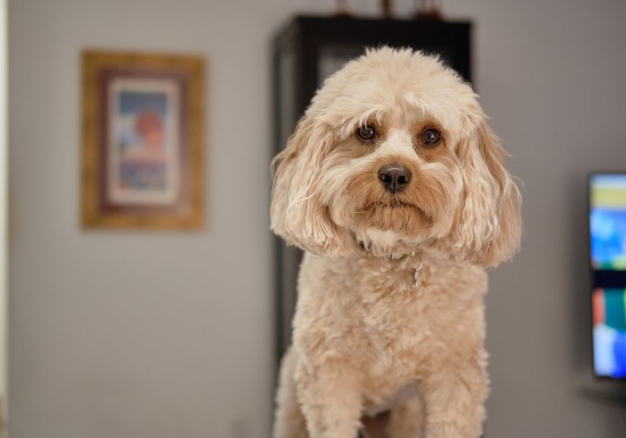 Close Up Cavapoo Dog Looking into Camera