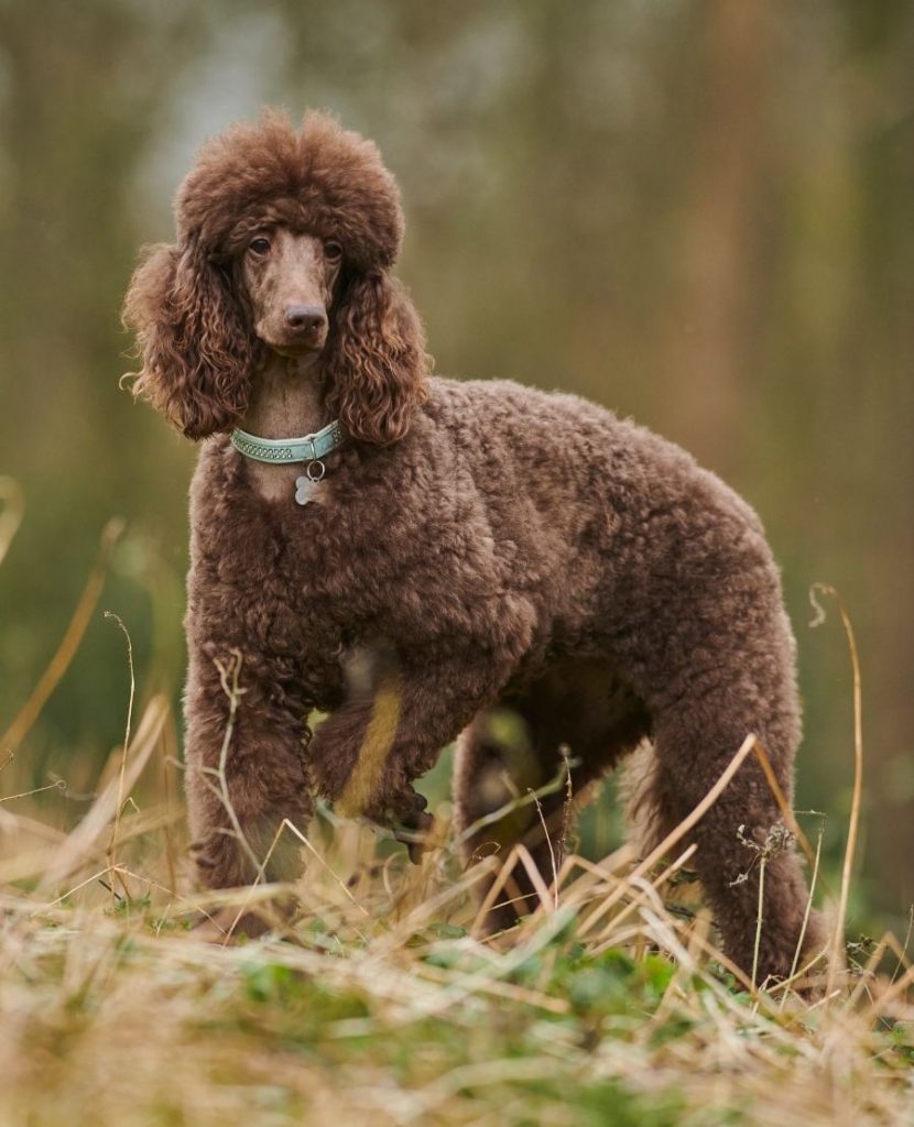 Close Up Chocolate Standard Poodle Dog in Bush