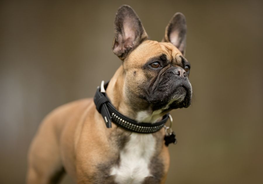 Close Up Cool French Bulldog with Collar and Name Tag