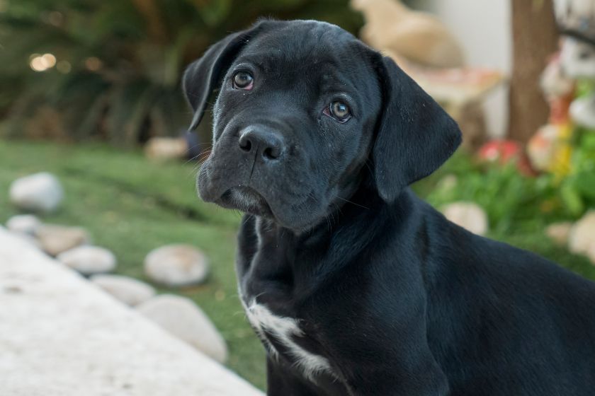 Close Up Cute Black Cane Corso Pup