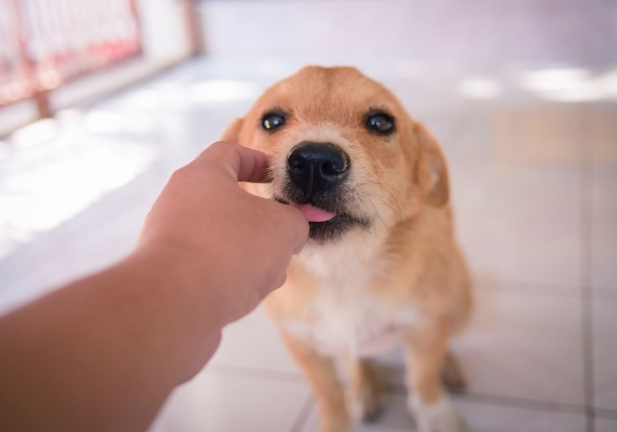 Close Up Cute Dog Licking Hand