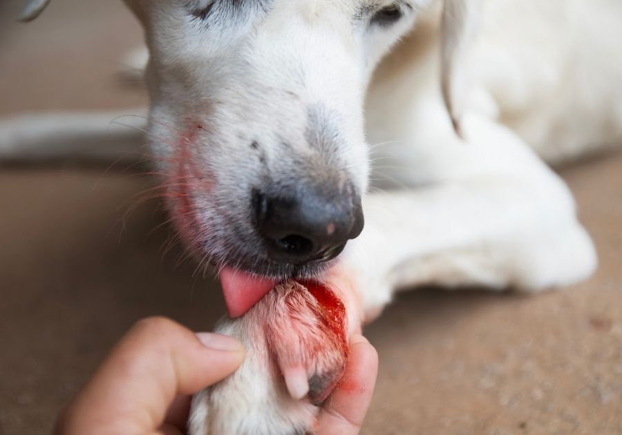 Close Up Cute Dog Licking Wound on Paw