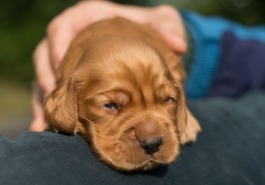 Close Up Cute Newborn Puppy with Eyes Open