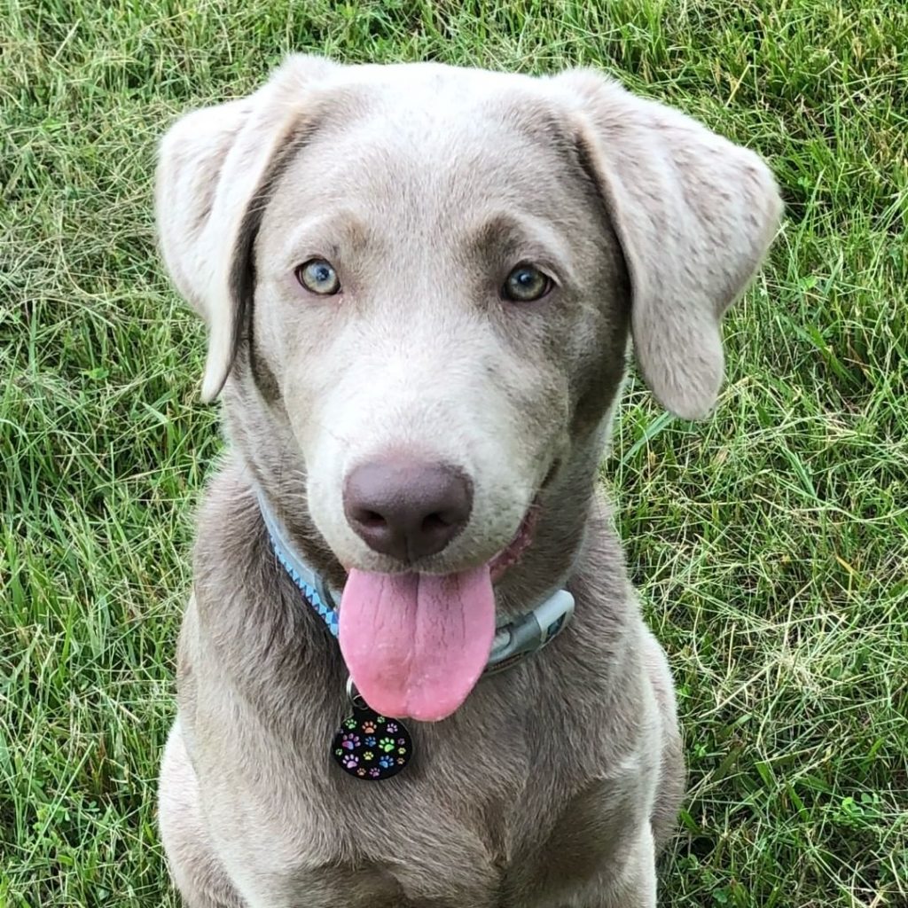 Close Up Cute Silver Lab Puppy