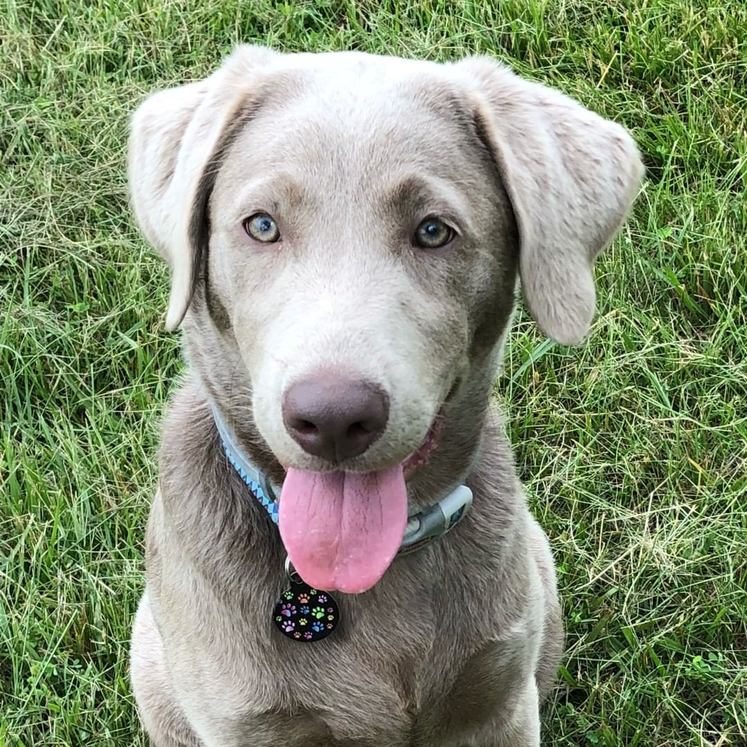 Labrador Colors: Which Color Of Labrador Is Best? | Puplore