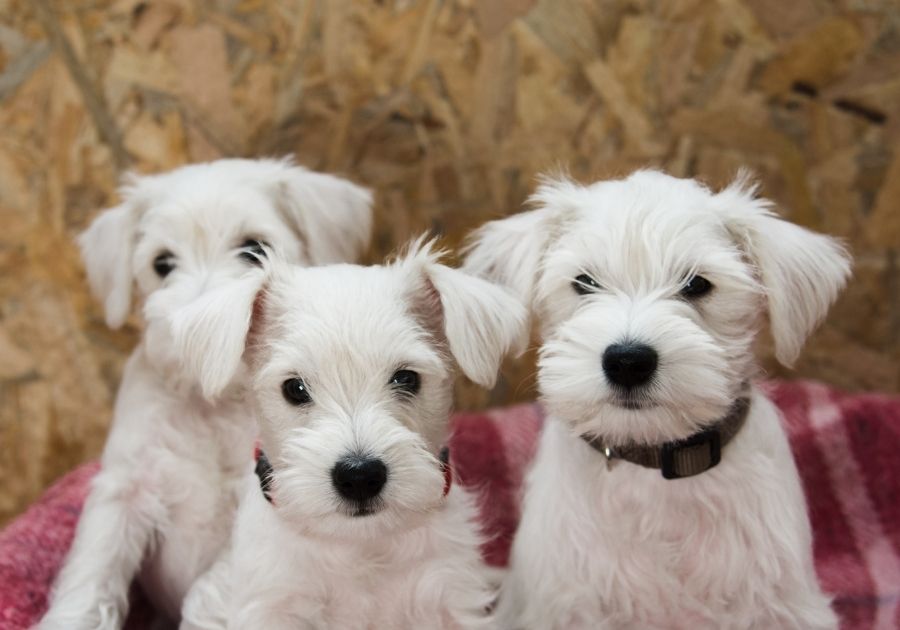 Close Up Cute White Schnauzer Puppies