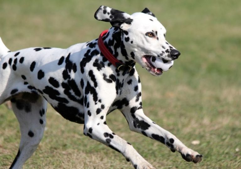 Fastest Dog Breeds: 32 Fastest Dogs In The World | Puplore