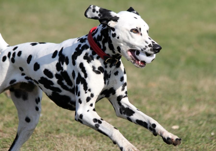 Close Up Dalmatian Dog Running with Ball in Mouth