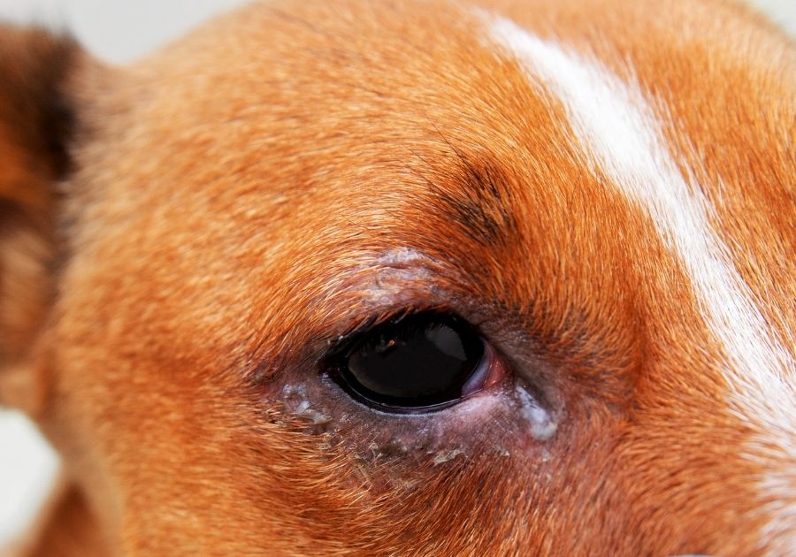 Close Up Dog Eye Discharge