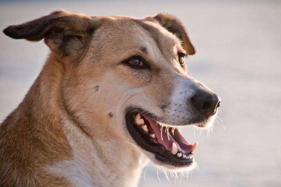 Close Up Dog Face with Mouth Open