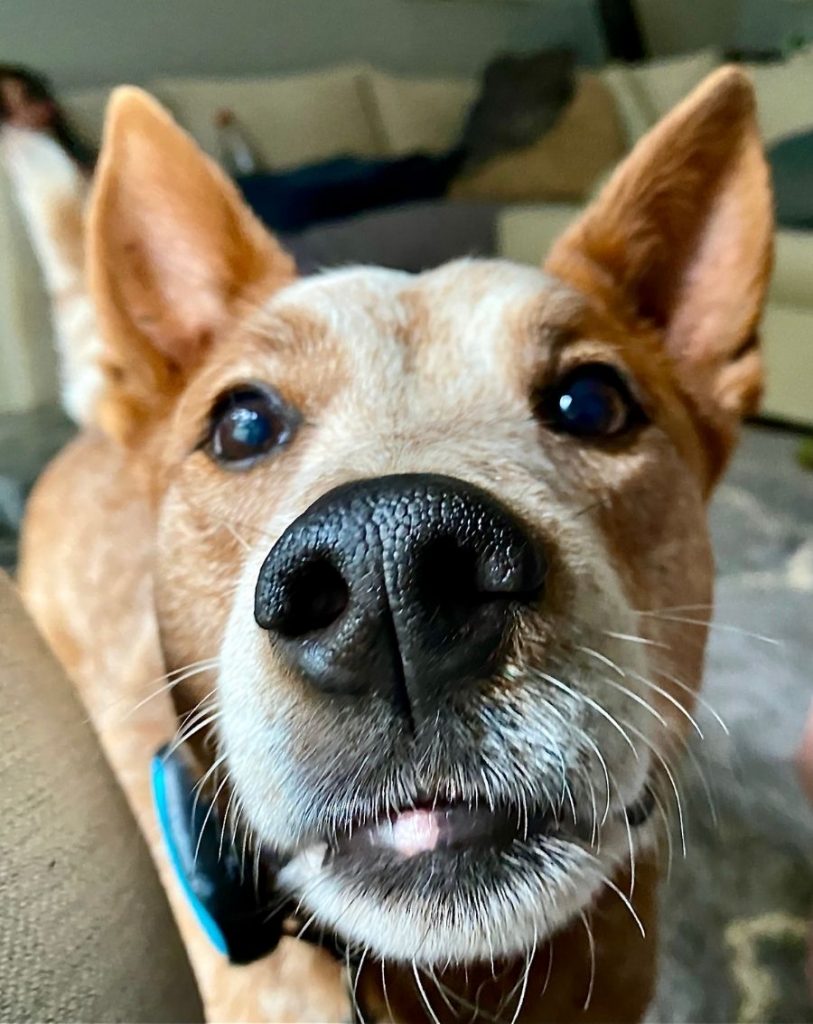 Close Up Dog Nose and Whiskers