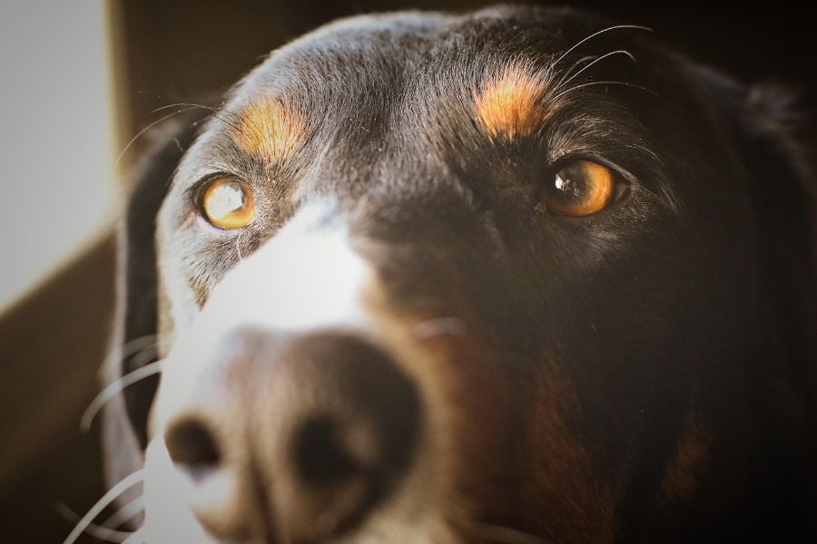 Close Up Dog Shot of Dog Eyes