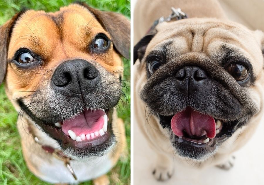 Close Up Faces of Retro Pug vs Pug Side by Side