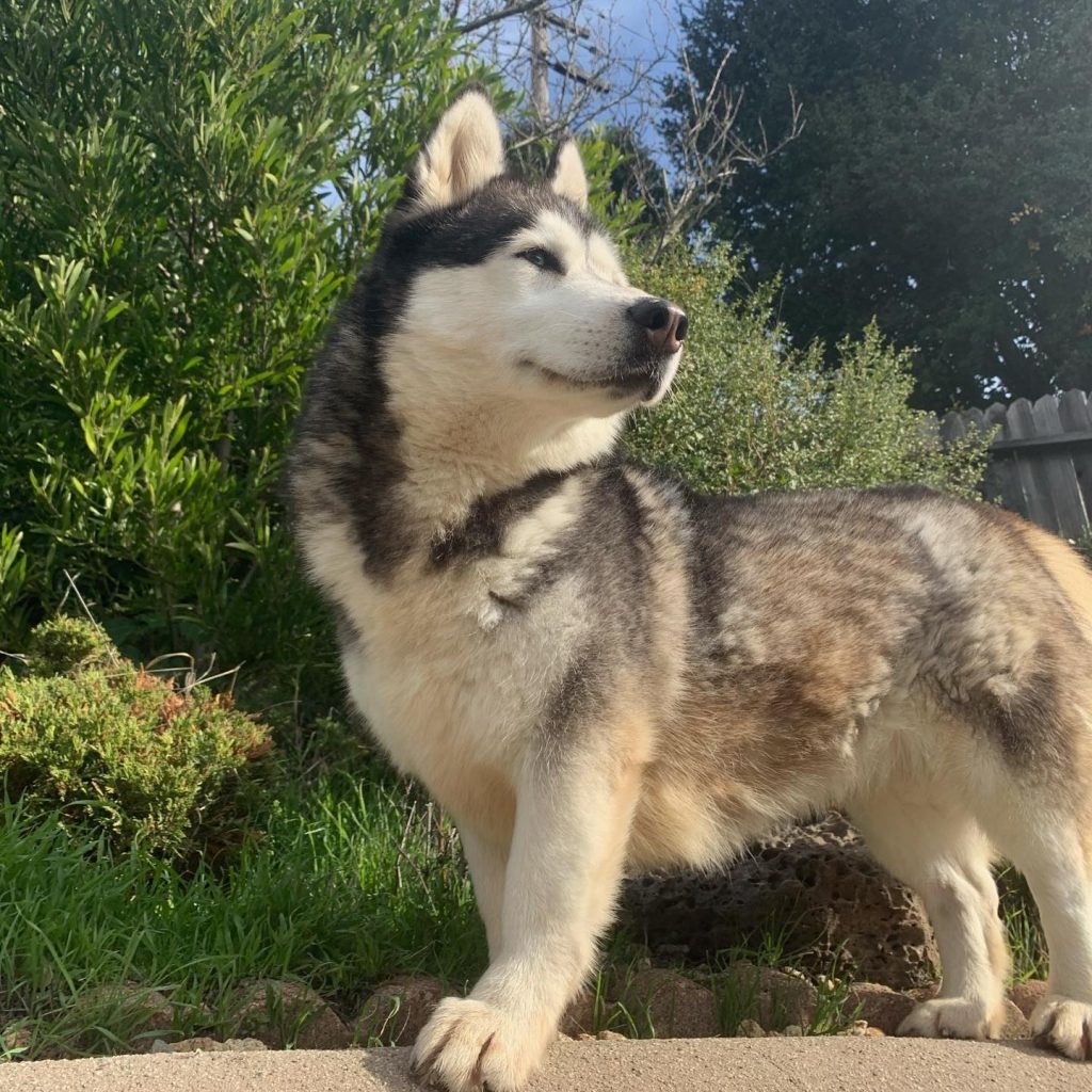 Close Up Fluffy Husky Corgi Mix Dog Standing Looking Aside