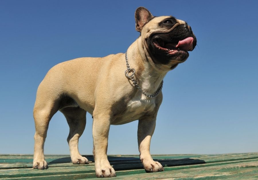 Close Up Frenchie Standing and Watching