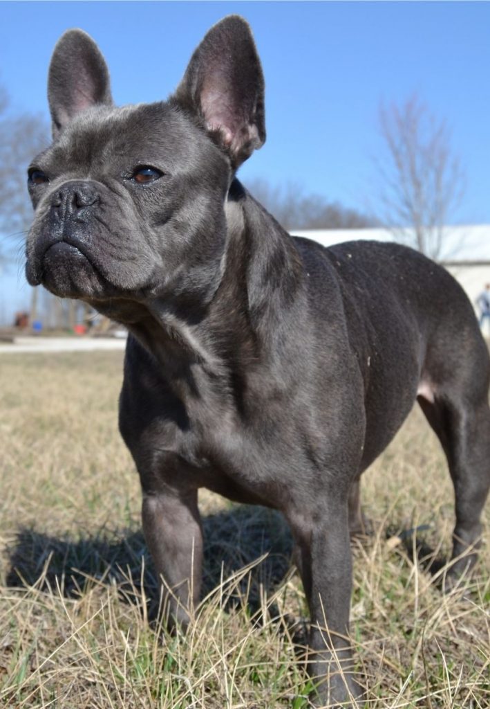 Close Up Frenchie Dog Standing on Grass