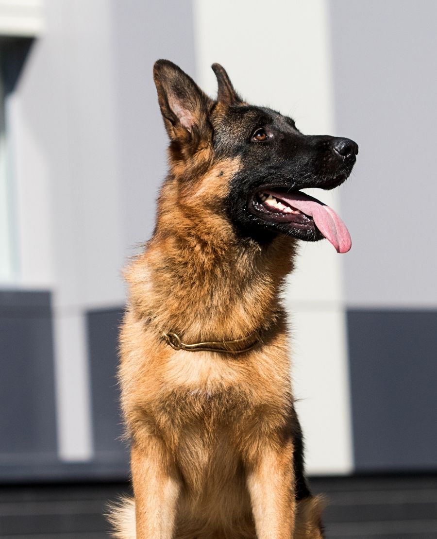 20 Velcro Dog Breeds That Are Super Clingy & Loyal Puplore