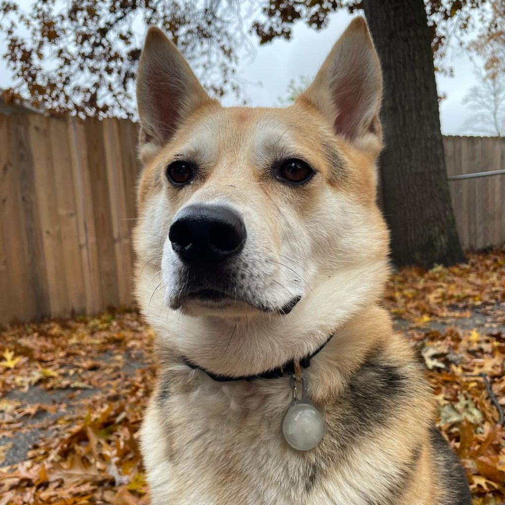 Close Up German Shepherd Shiba Inu Mix Face