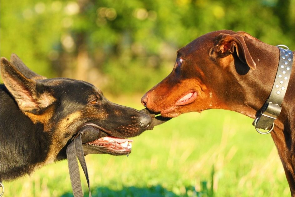 Close Up German Shepherd with Doberman Pinscher Tug of War