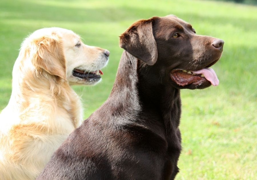 Close Up Golden Retriever and Labrador Retriever (Right)