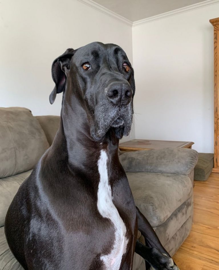 20 Velcro Dog Breeds That Are Super Clingy & Loyal Puplore