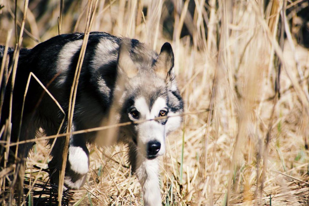 Close Up Grey Wolf and Siberian Husky Mix Dog in Dry Grass