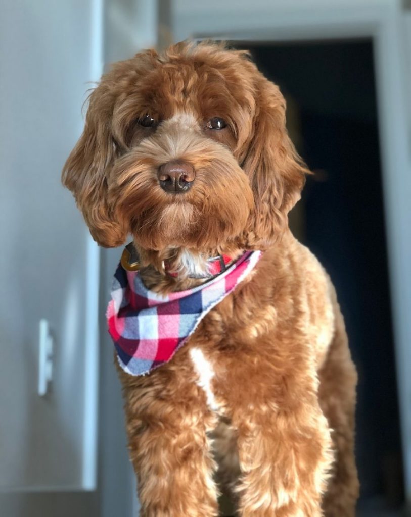 Close Up Groomed Young Labradoodle Pup Standing