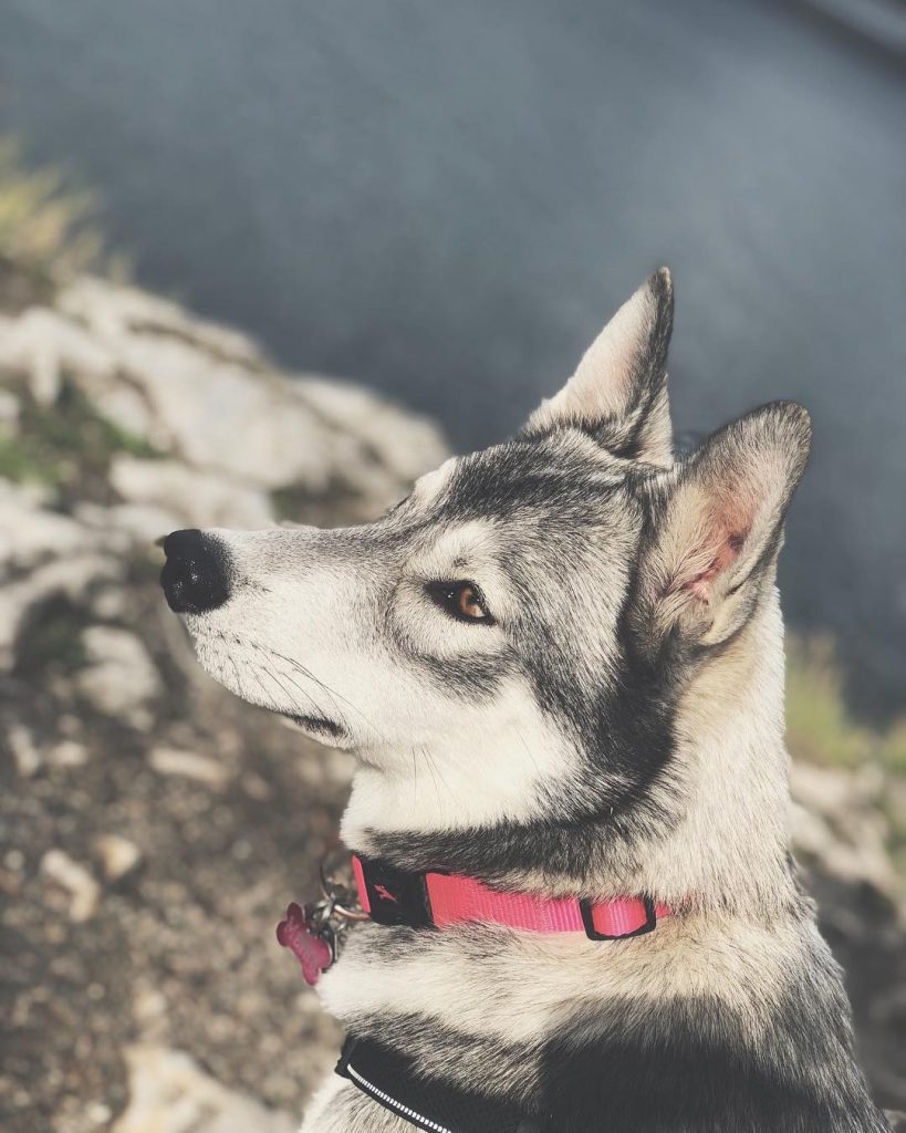 Close Up Wolf and Husky Mix Dog Looking Aside