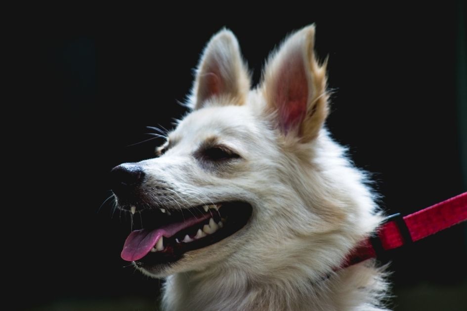 Close Up Indian Spitz Fox Looking Dog Face